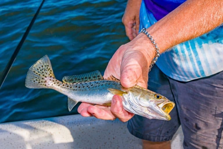 Man holding a spotted trout