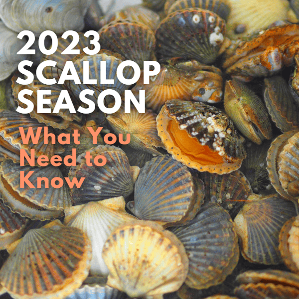 A bunch of harvested Scallops