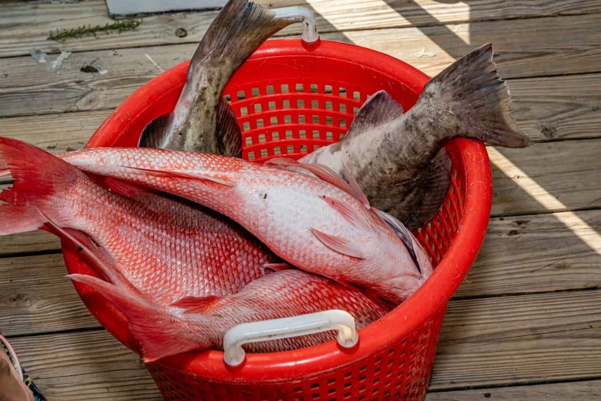 Red Snapper and Grouper in a red basket