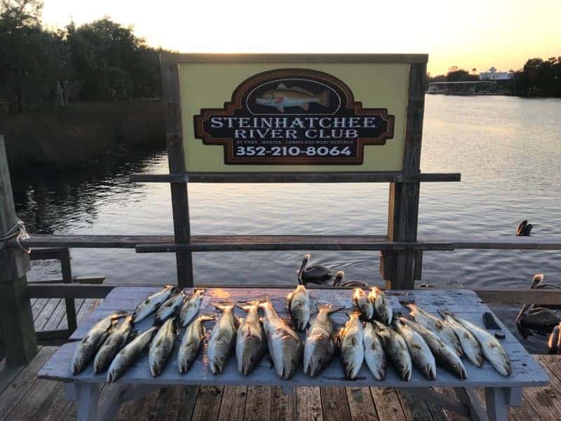 A table filled with fish from the days catch