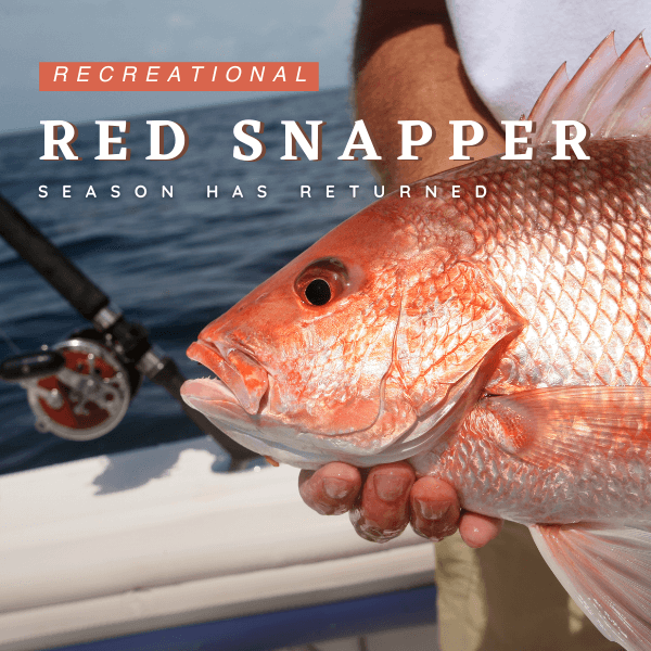 Fisherman holding a red snapper that he just caught.